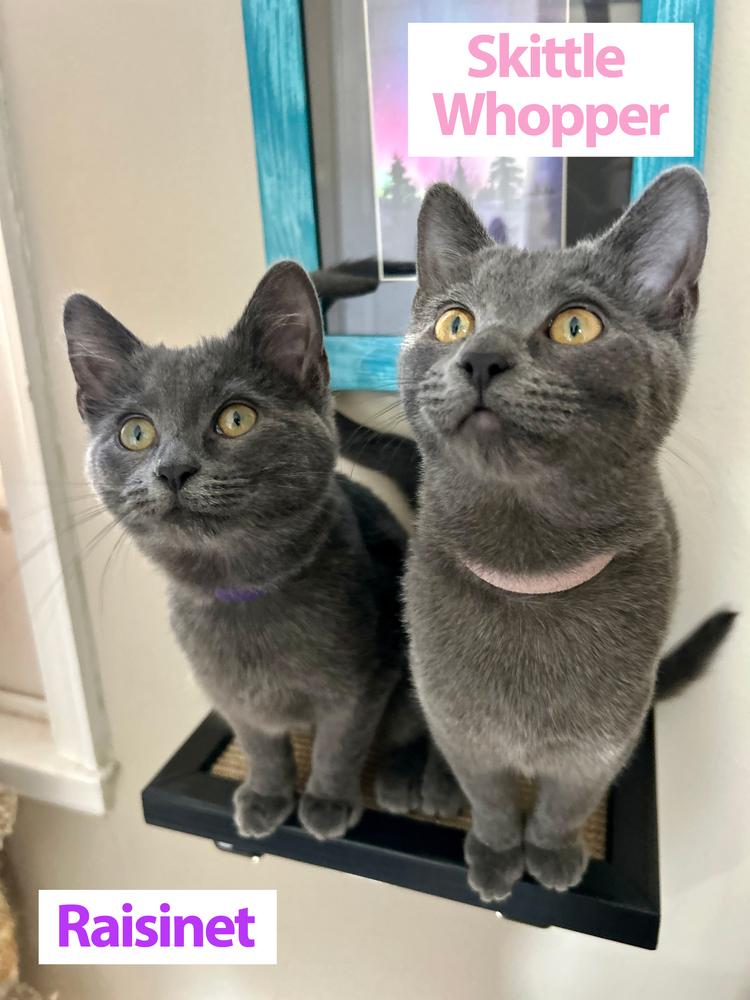 Skittle Whopper, Adoptable, Kitten Female Domestic Short Hair & Domestic Short Hair.