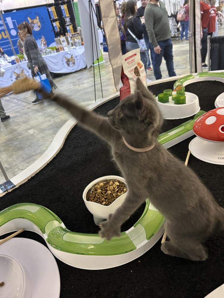 Enlarge Skittle Whopper, a Adoptable mixed breed in Cleveland, OH image 2/4