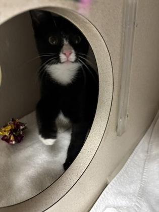Enlarge Dolly, a Adopted Domestic Short Hair in Steamboat Springs, CO image 2/2