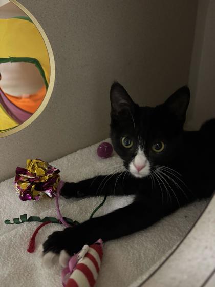 Enlarge Dolly, a Adopted Domestic Short Hair in Steamboat Springs, CO image 1/2