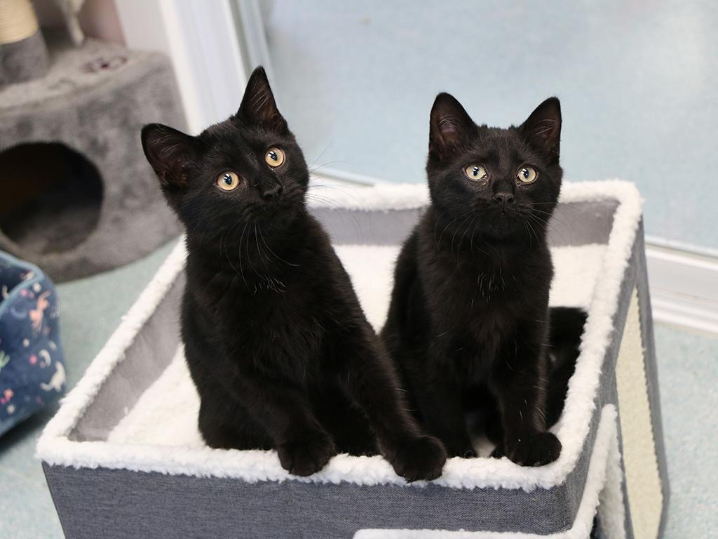 Enlarge Webster, an adopted Domestic Short Hair in Charles Town, WV image 5/5