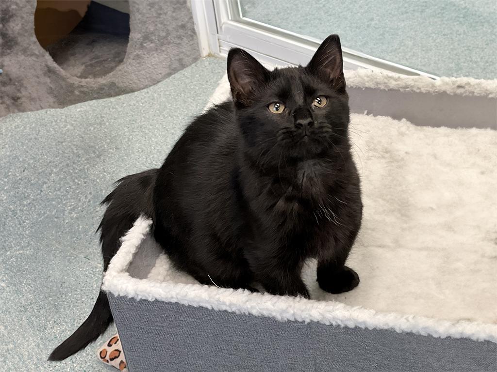 Enlarge Webster, an adopted Domestic Short Hair in Charles Town, WV image 4/5