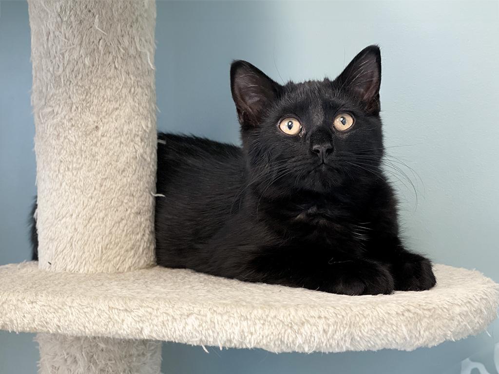 Enlarge Webster, an adopted Domestic Short Hair in Charles Town, WV image 3/5