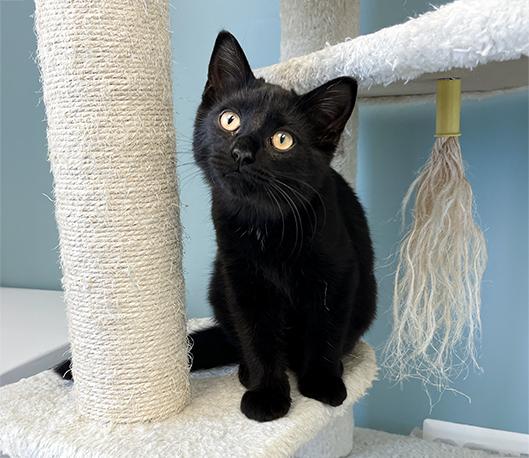 Enlarge Webster, an adopted Domestic Short Hair in Charles Town, WV image 1/5