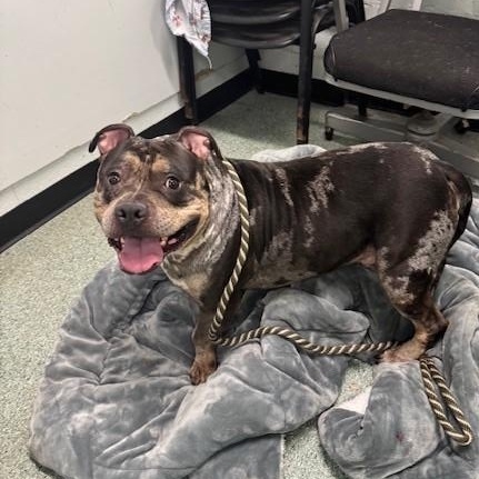 Gambit, Adoptable, Adult Male Pit Bull Terrier.