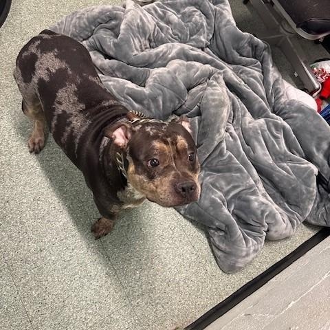 Enlarge Gambit, a hold mixed breed in Passaic, NJ image 2/2