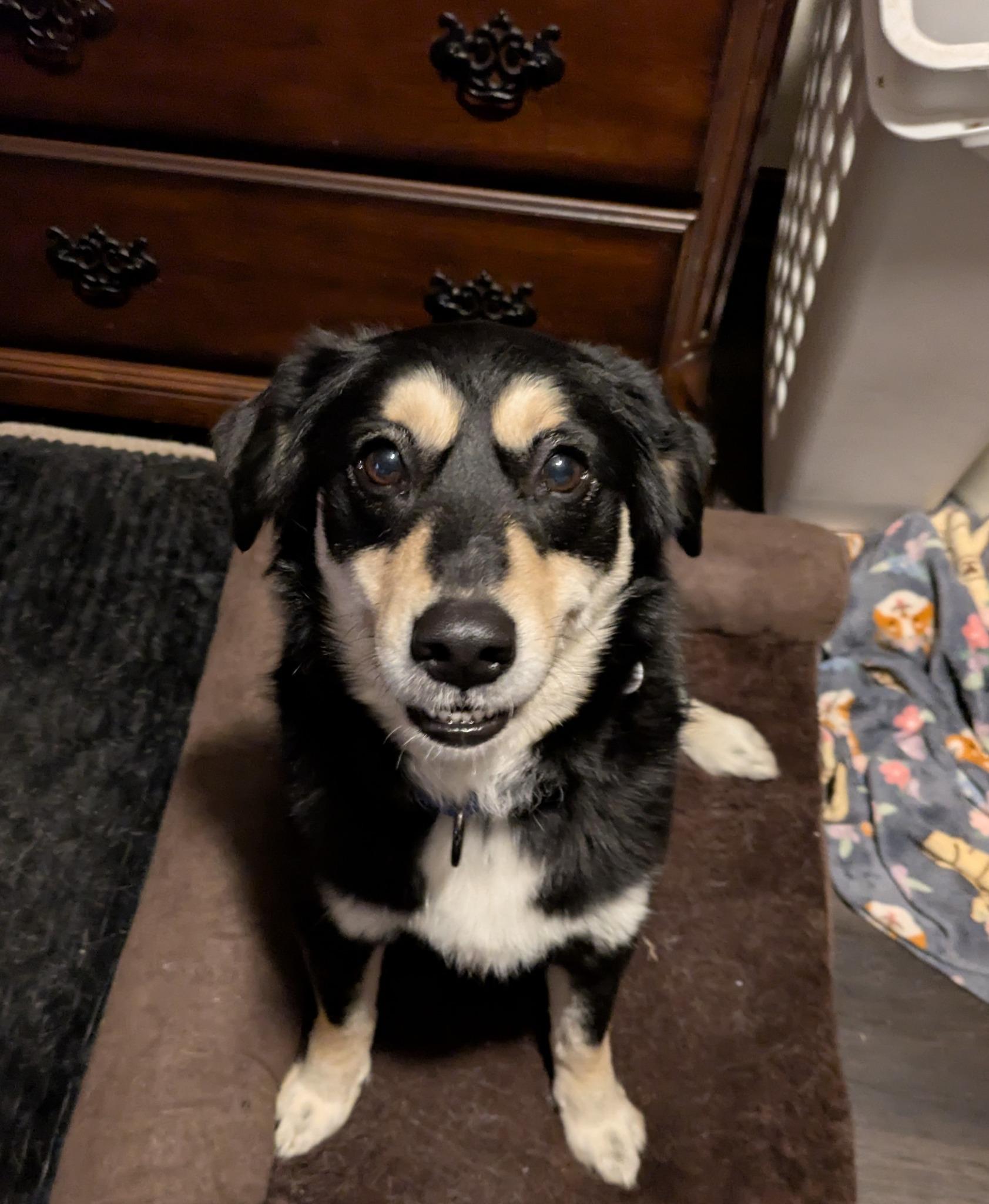 Stitch, Adoptable, Adult Female Husky & Pomeranian.