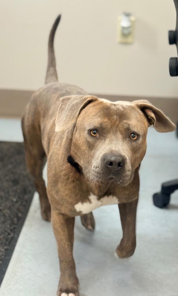 Jorge, Adoptable, Adult Male Pit Bull Terrier.