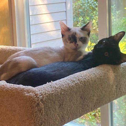 Enlarge Smudge, a Adoptable mixed breed in Woodinville, WA image 1/2