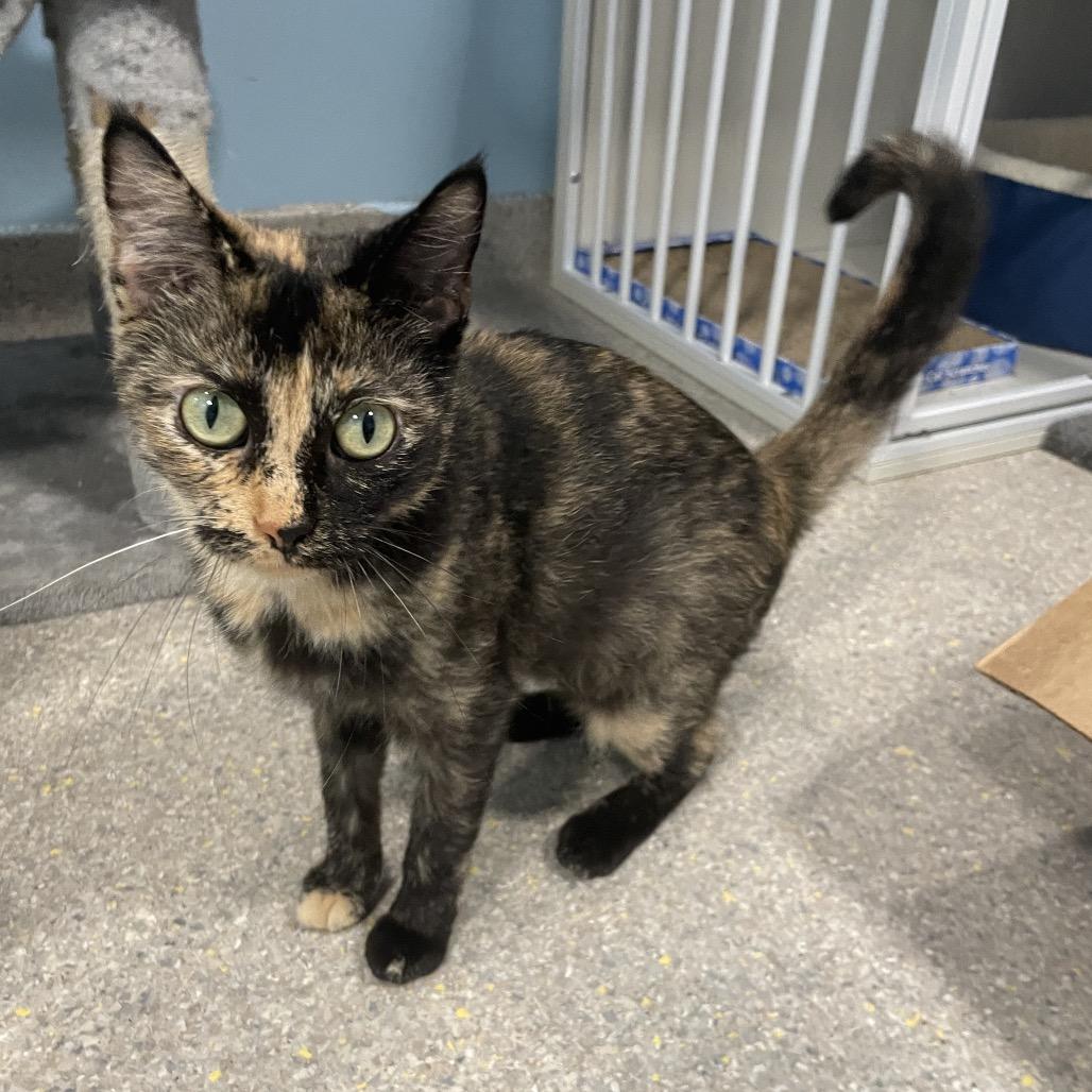 FishMarie, a Adoptable Domestic Short Hair in South Haven, MI image 1/2