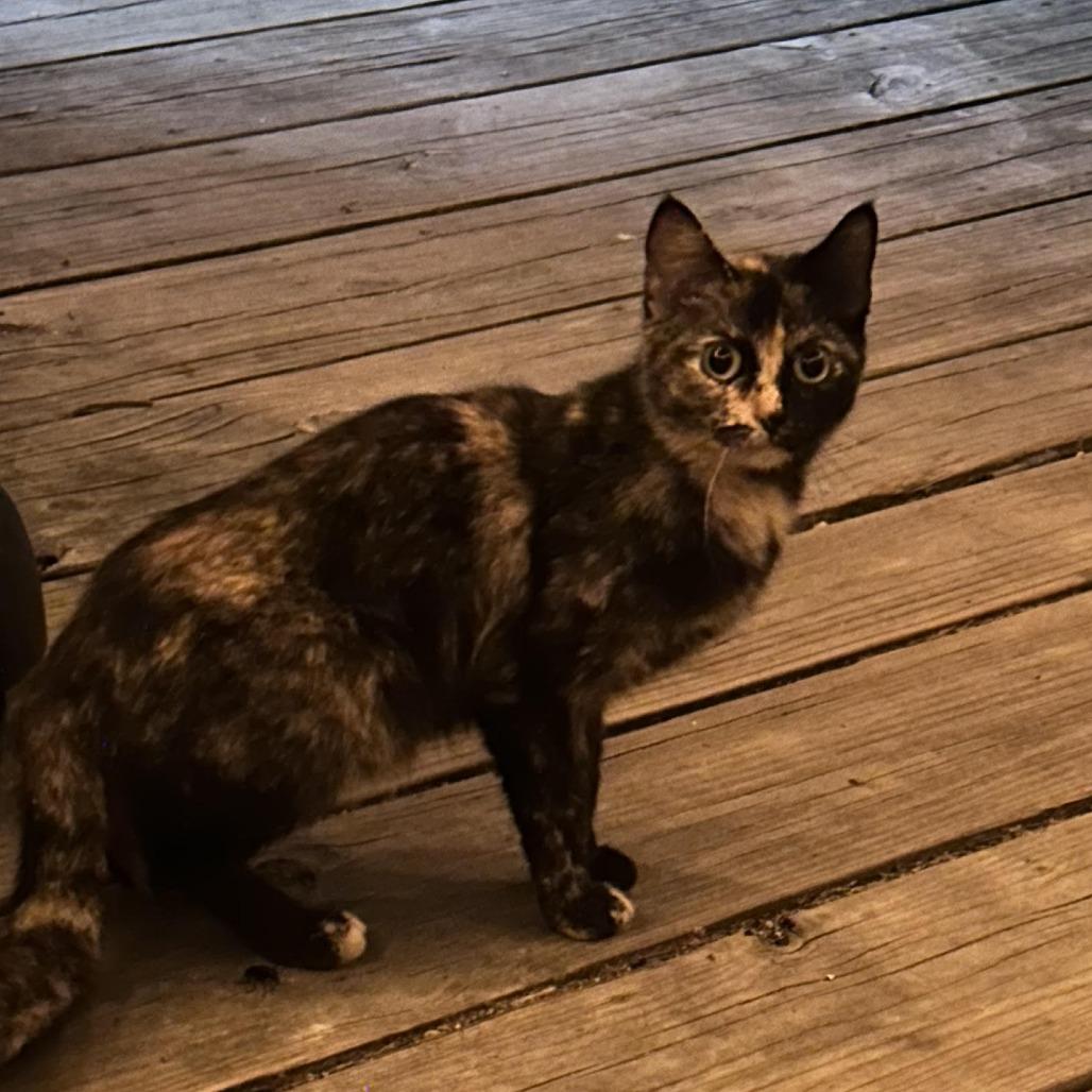 FishMarie, Adoptable, Adult Female Domestic Short Hair.