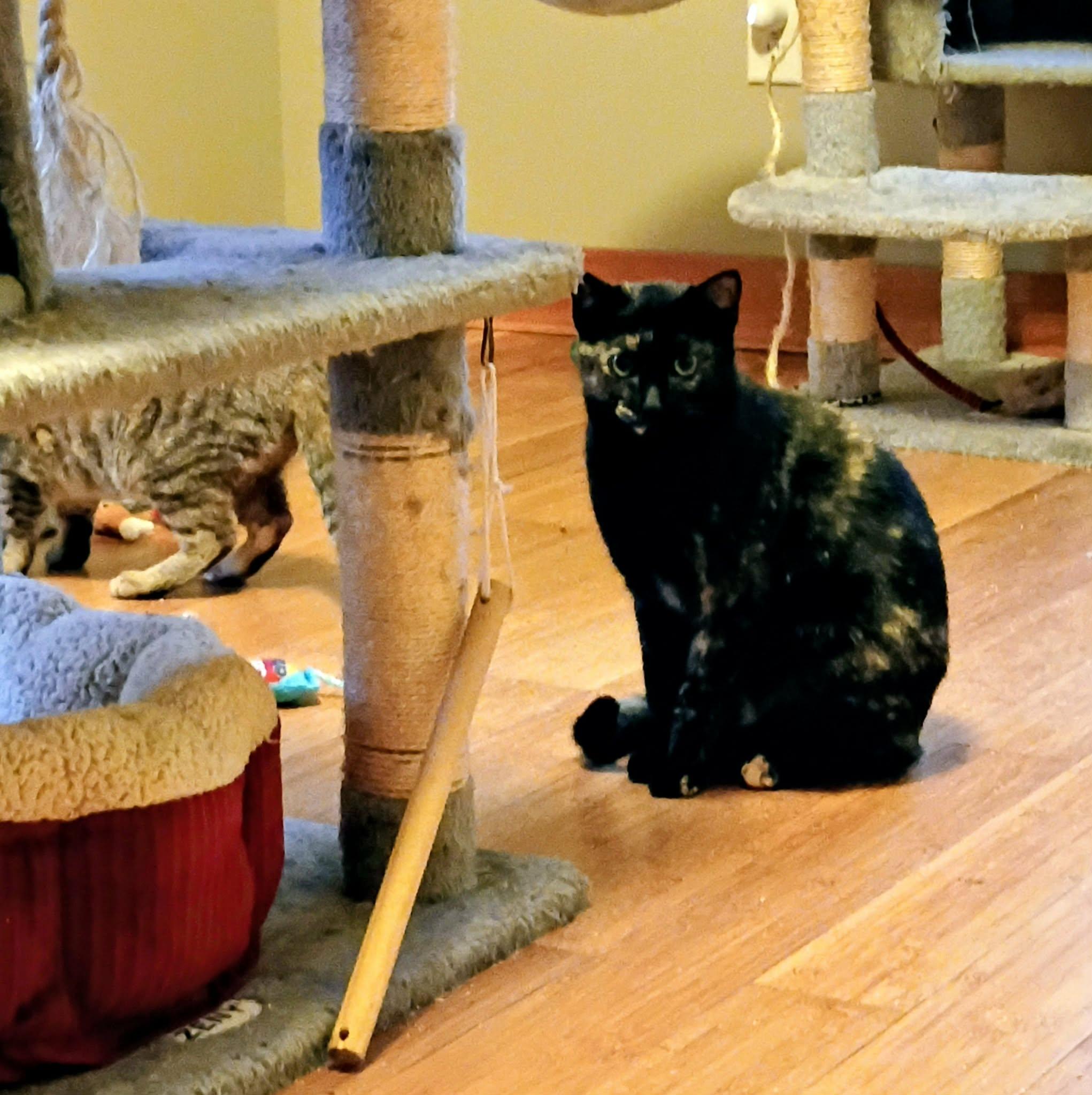 Enlarge Ginny, a ADOPTABLE Tortoiseshell in North Berwick, ME image 2/2