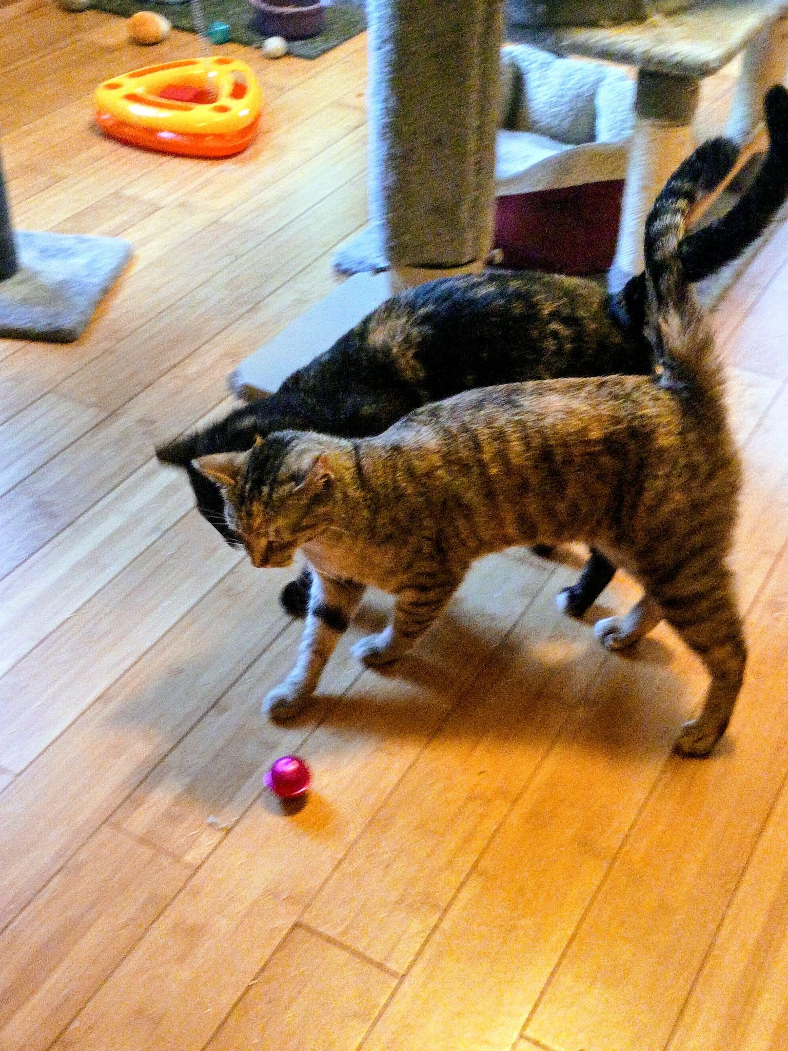 Enlarge Ginny***BONDED WITH MAXINE***REDUCED ADOPTION FEE FOR BOTH***, a ADOPTABLE Tortoiseshell in North Berwick, ME image 2/4