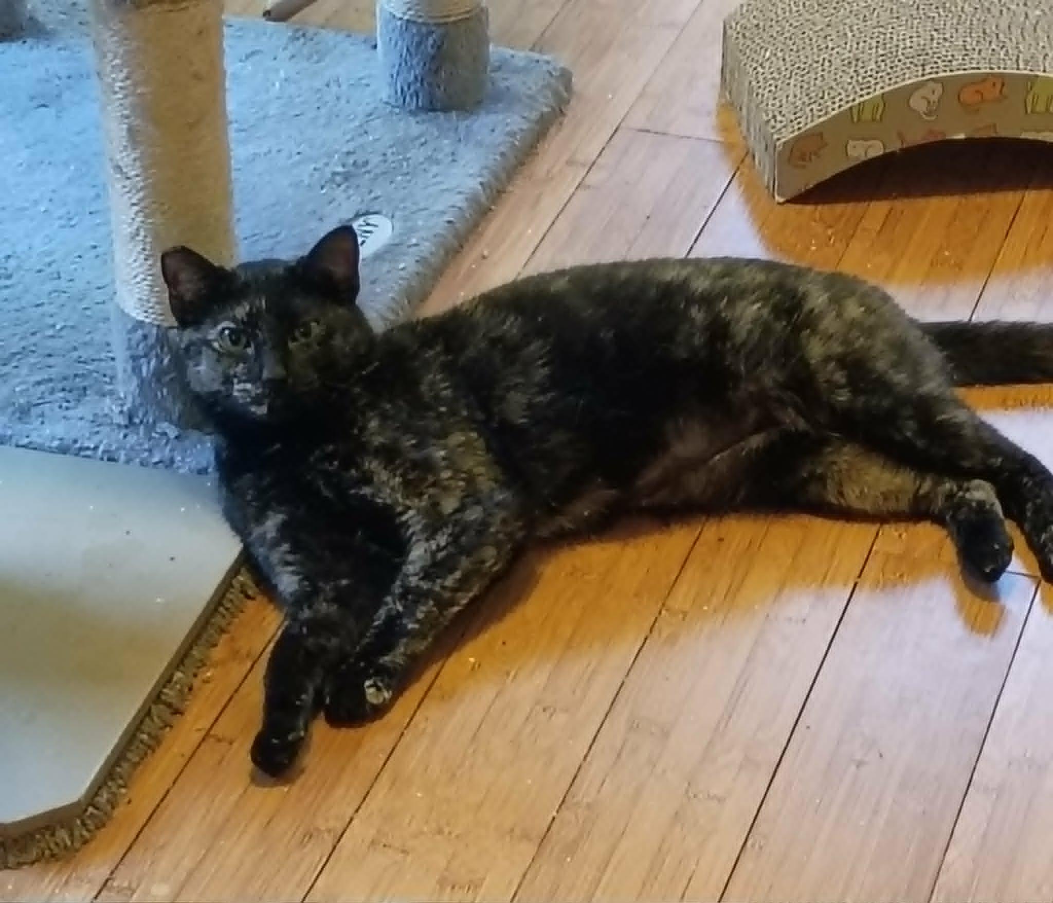 Ginny***BONDED WITH MAXINE***REDUCED ADOPTION FEE FOR BOTH***, ADOPTABLE, Young Female Tortoiseshell.