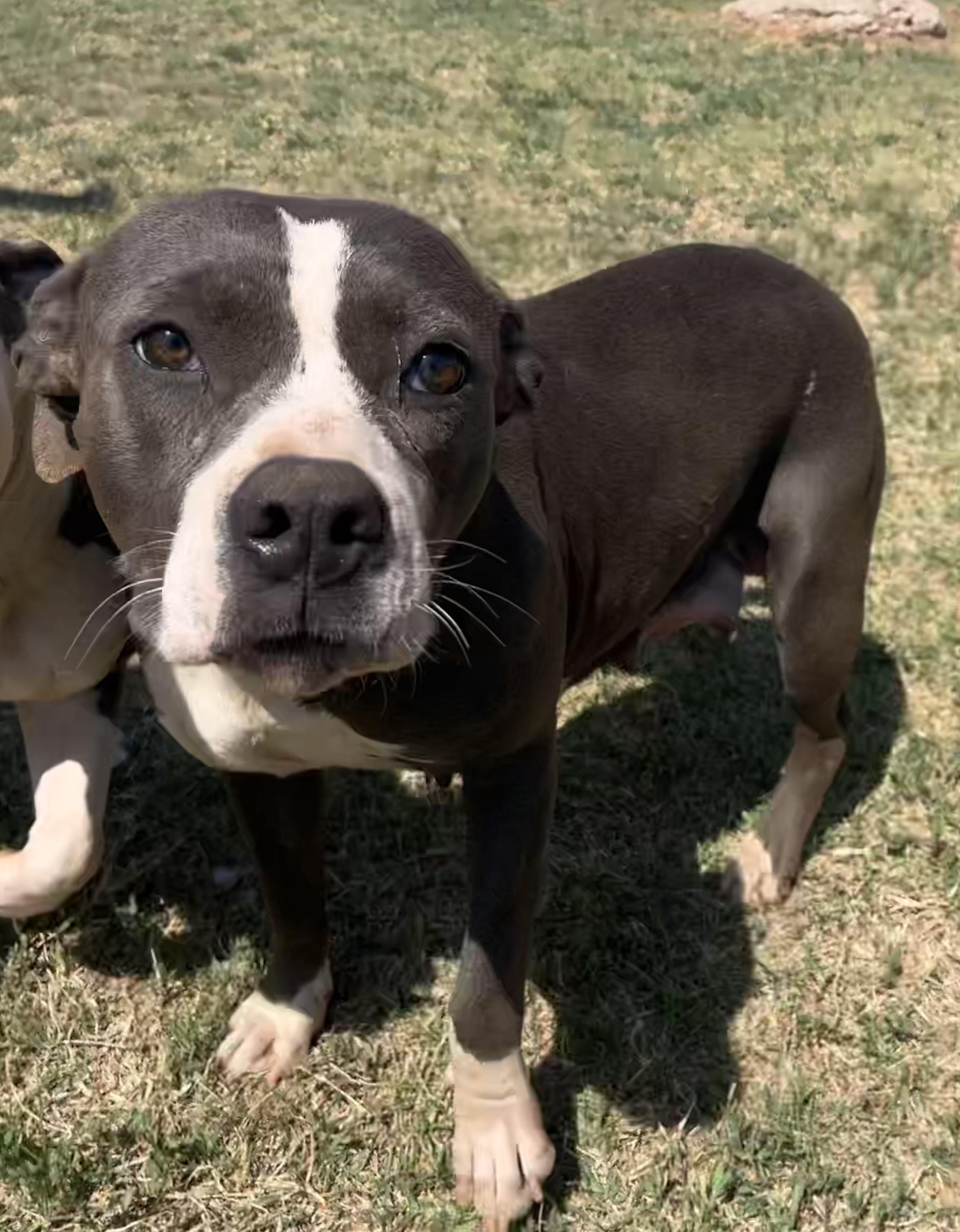 Enlarge Cera, a ADOPTABLE Pit Bull Terrier in Chickasha, OK image 3/6