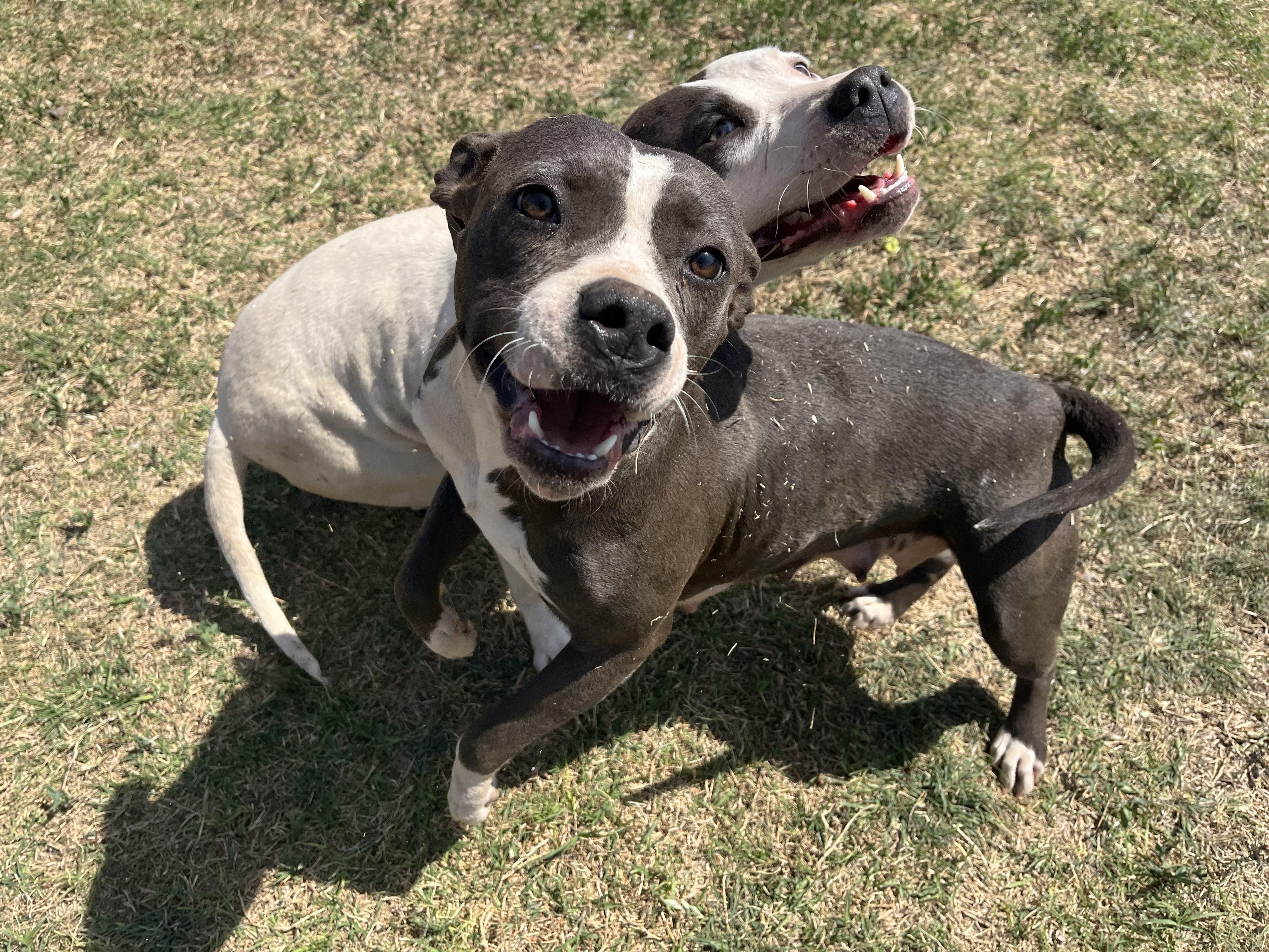 Enlarge Cera, a ADOPTABLE Pit Bull Terrier in Chickasha, OK image 4/6