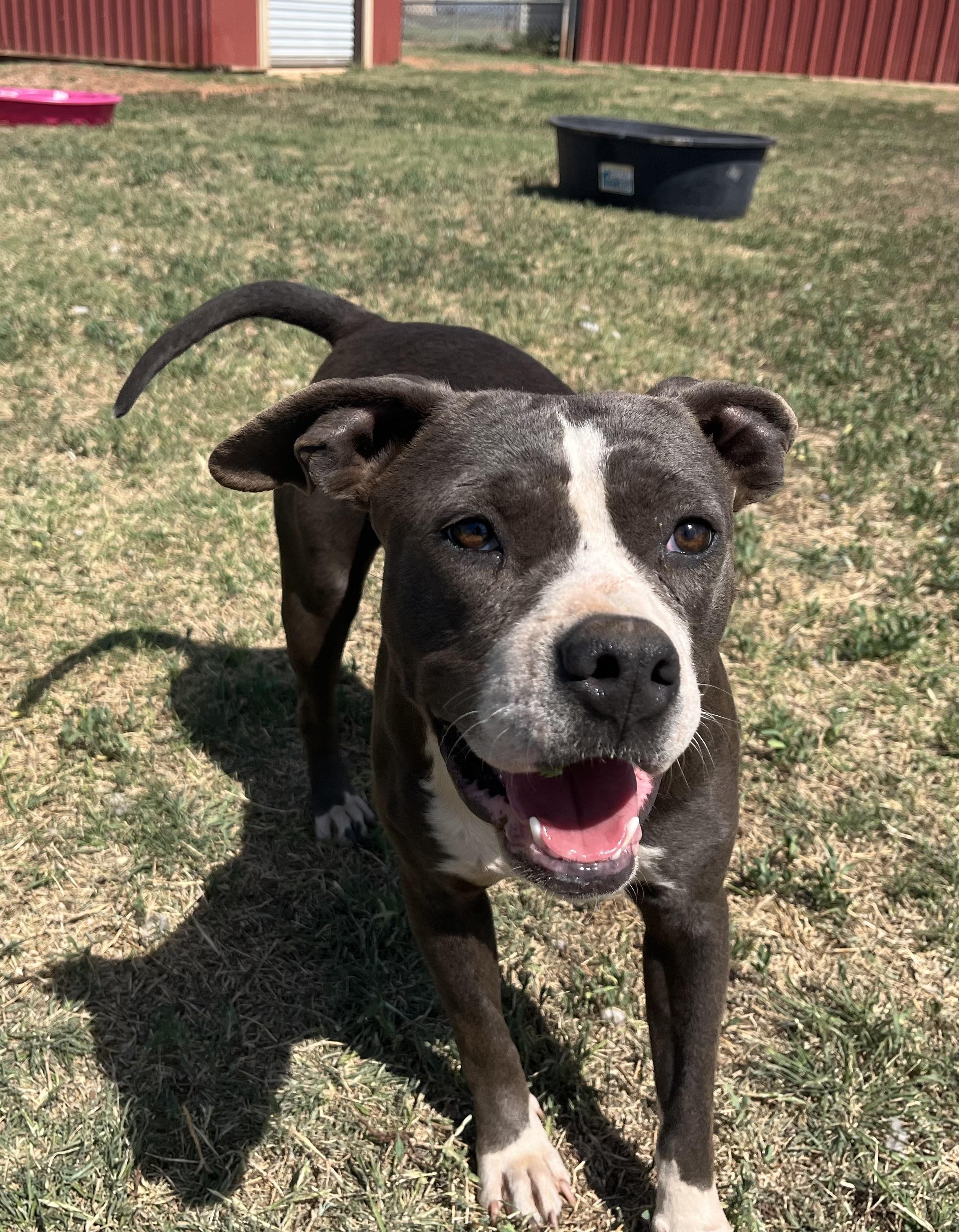 Enlarge Cera, a ADOPTABLE Pit Bull Terrier in Chickasha, OK image 5/6