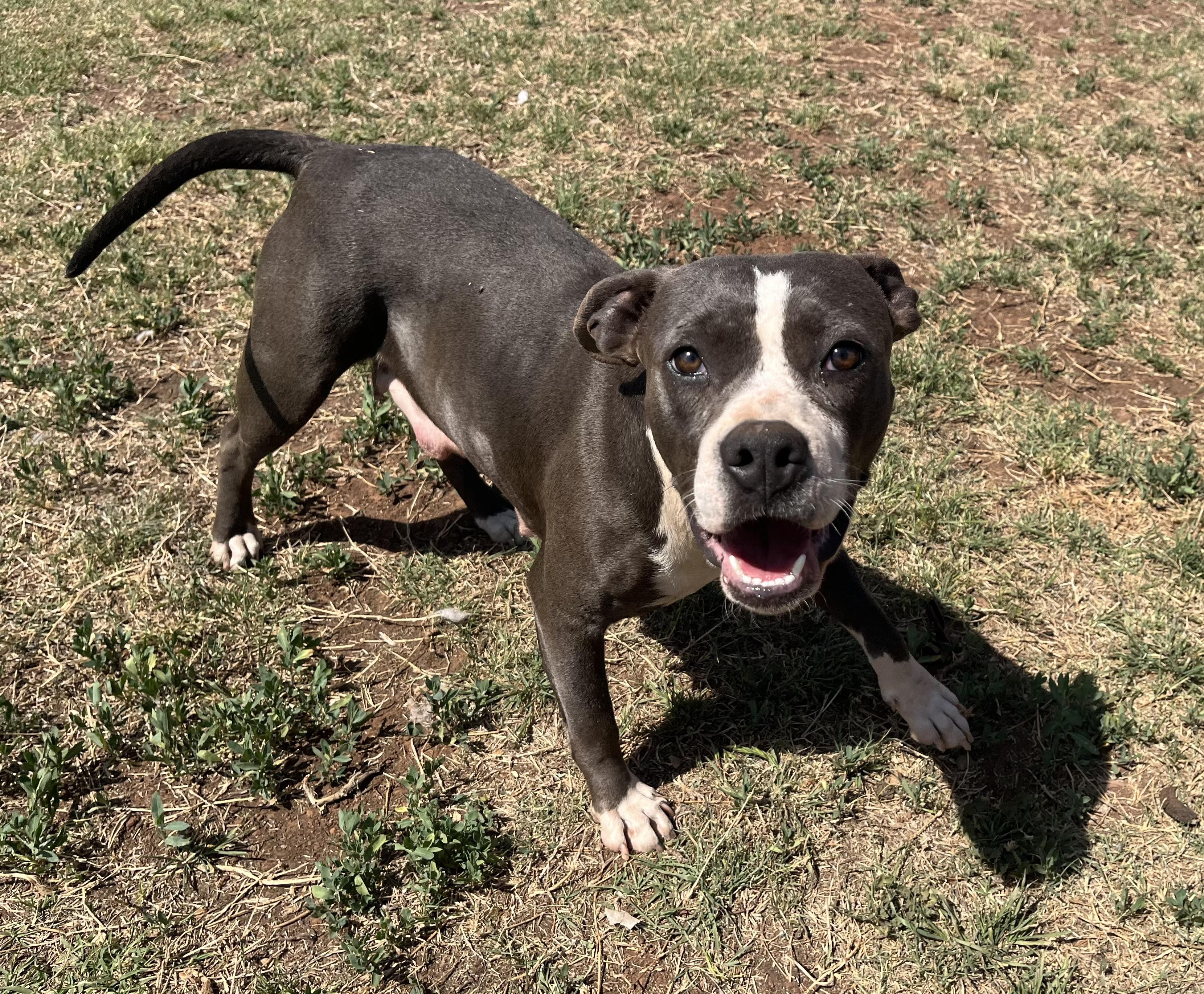 Enlarge Cera, a ADOPTABLE Pit Bull Terrier in Chickasha, OK image 1/6