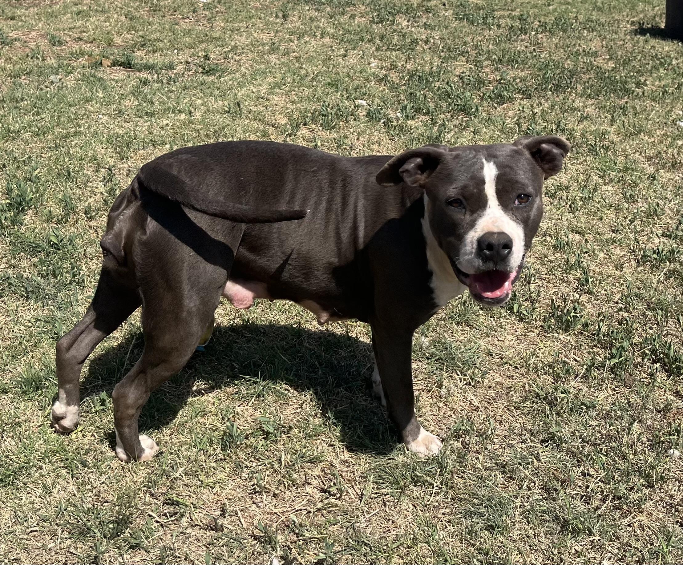 Enlarge Cera, a ADOPTABLE Pit Bull Terrier in Chickasha, OK image 2/6
