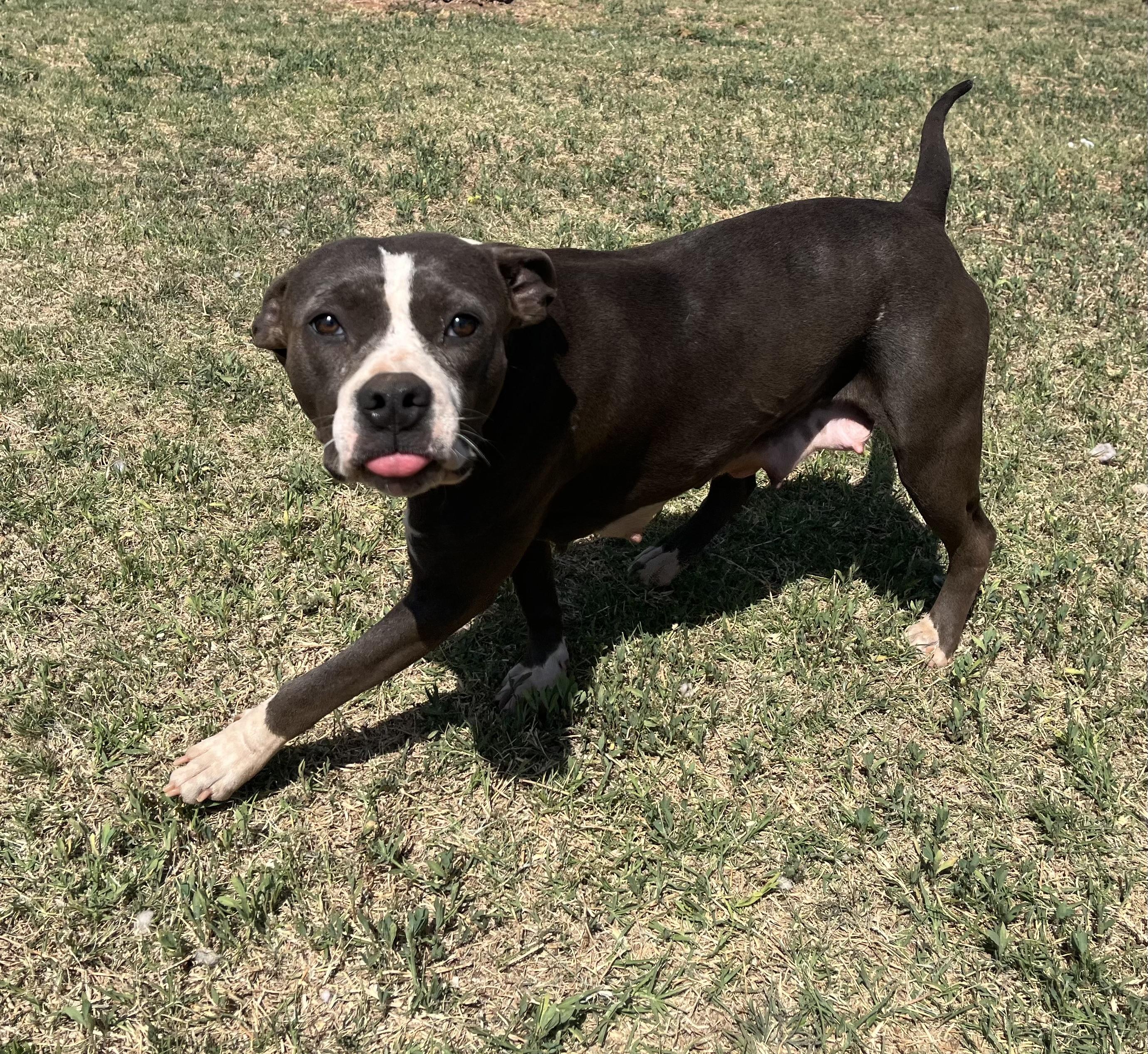 Enlarge Cera, a ADOPTABLE Pit Bull Terrier in Chickasha, OK image 6/6