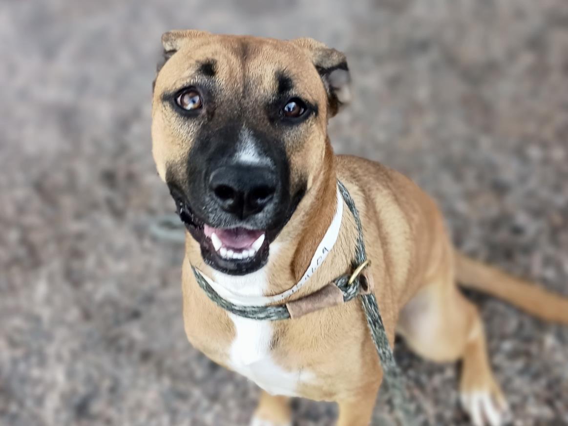 GEORGIA, Adoptable, Young Female Black Mouth Cur & Mixed Breed.