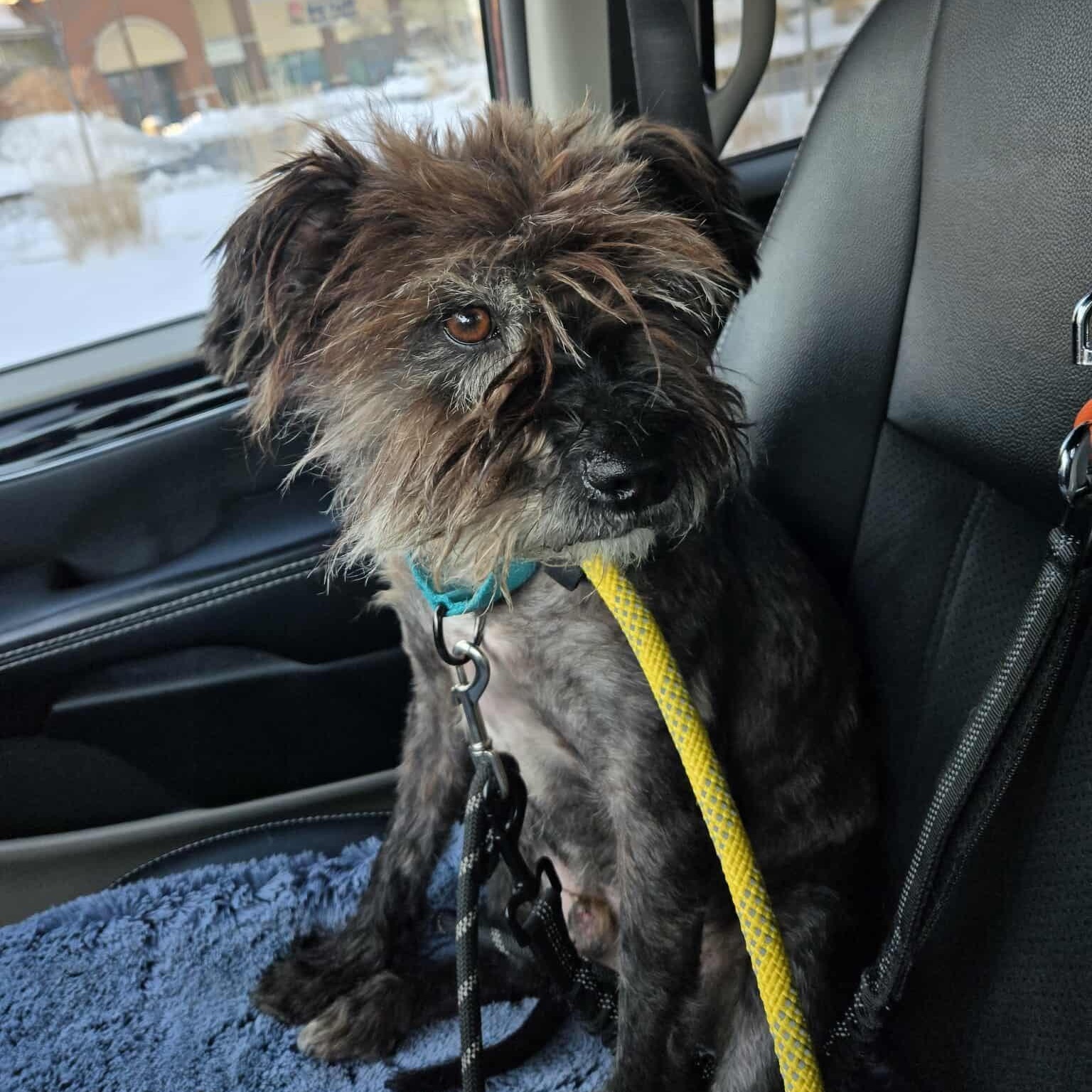 Enlarge Rocky, a ADOPTABLE mixed breed in Homer Glen, IL image 3/5