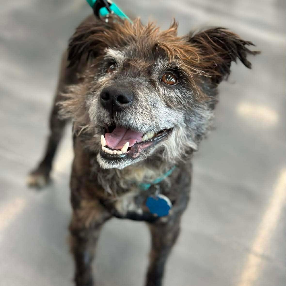 Enlarge Rocky, a ADOPTABLE mixed breed in Homer Glen, IL image 1/5