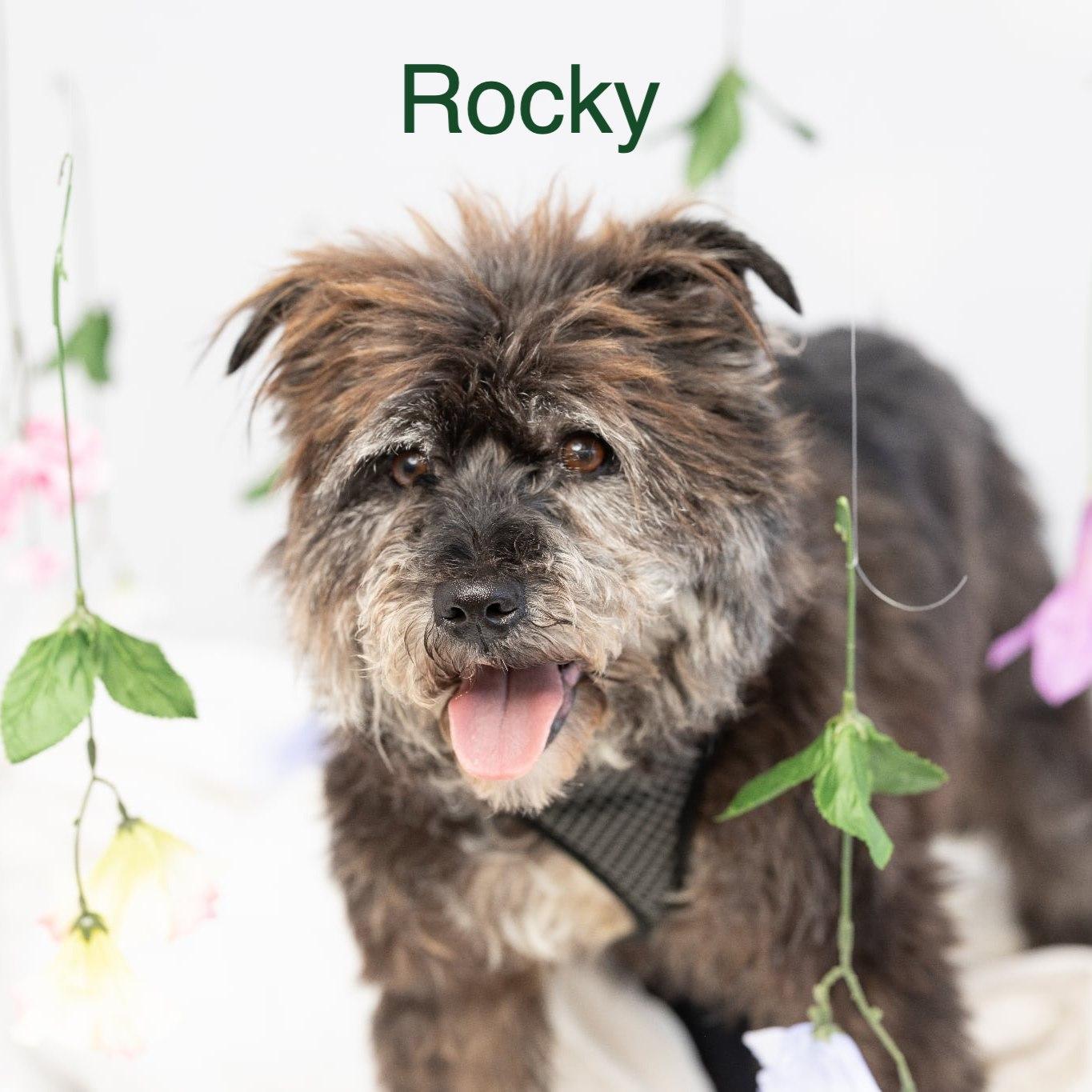 Enlarge Rocky, a ADOPTABLE mixed breed in Homer Glen, IL image 1/6