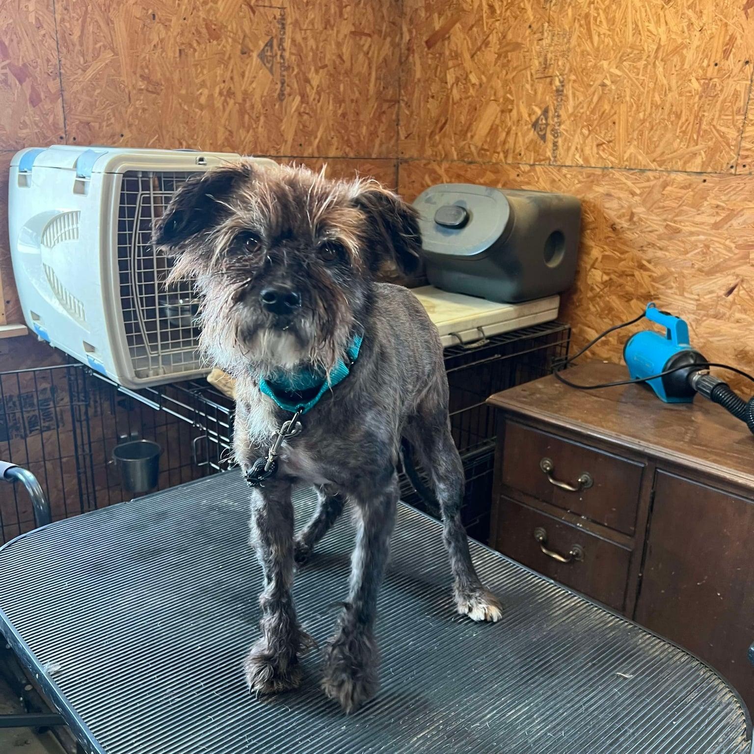 Enlarge Rocky, a ADOPTABLE mixed breed in Homer Glen, IL image 4/5