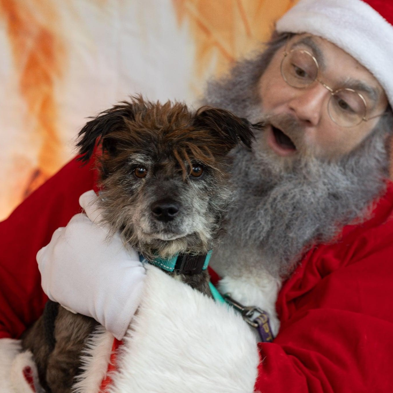 Enlarge Rocky, a ADOPTABLE mixed breed in Homer Glen, IL image 2/5