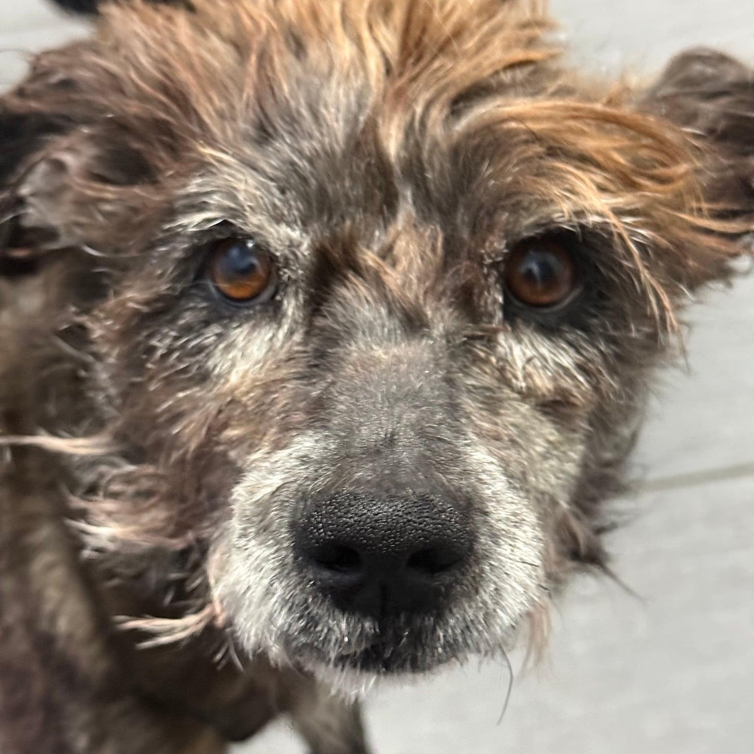 Enlarge Rocky, a ADOPTABLE mixed breed in Homer Glen, IL image 5/5