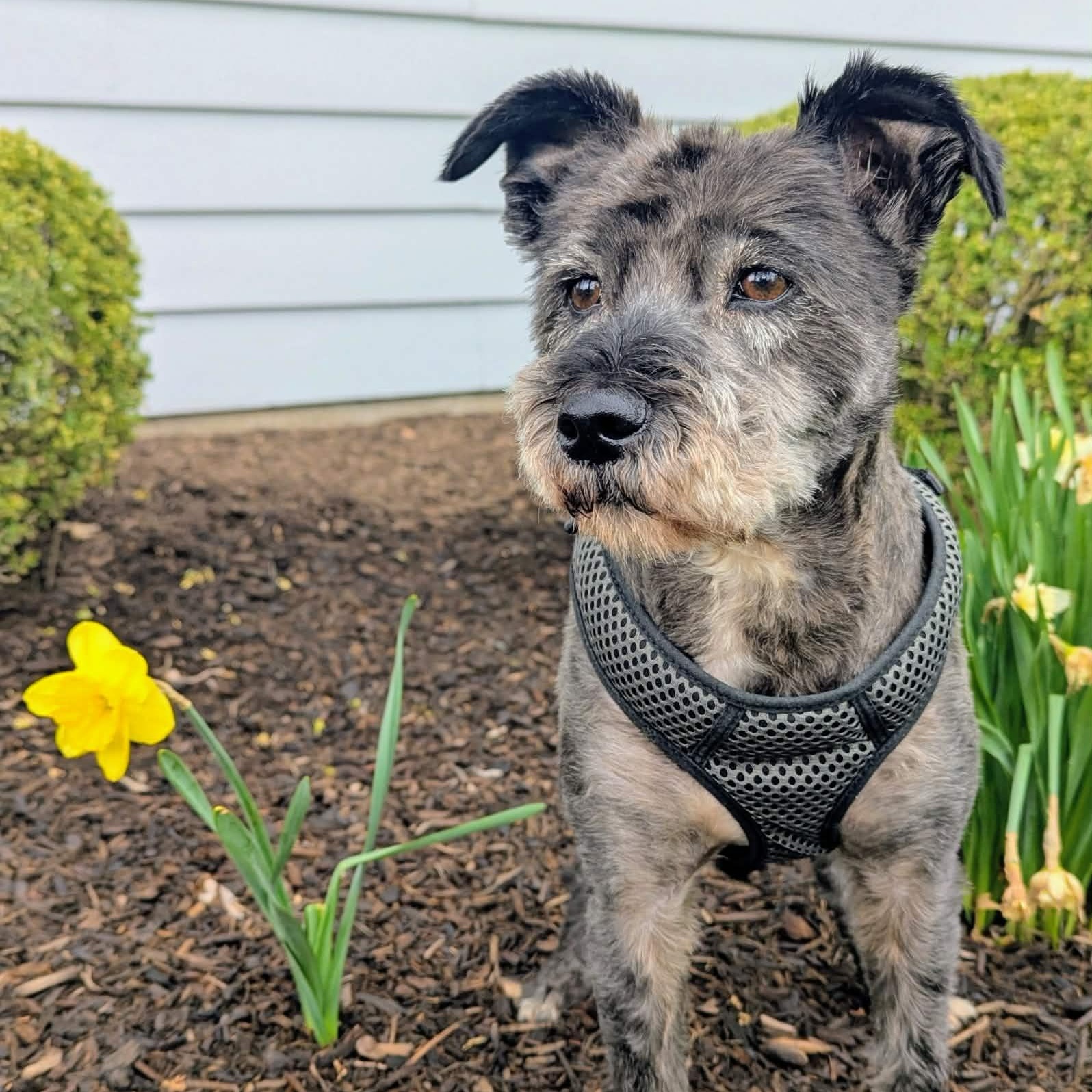 Rocky, ADOPTABLE, Adult Male Miniature Schnauzer.