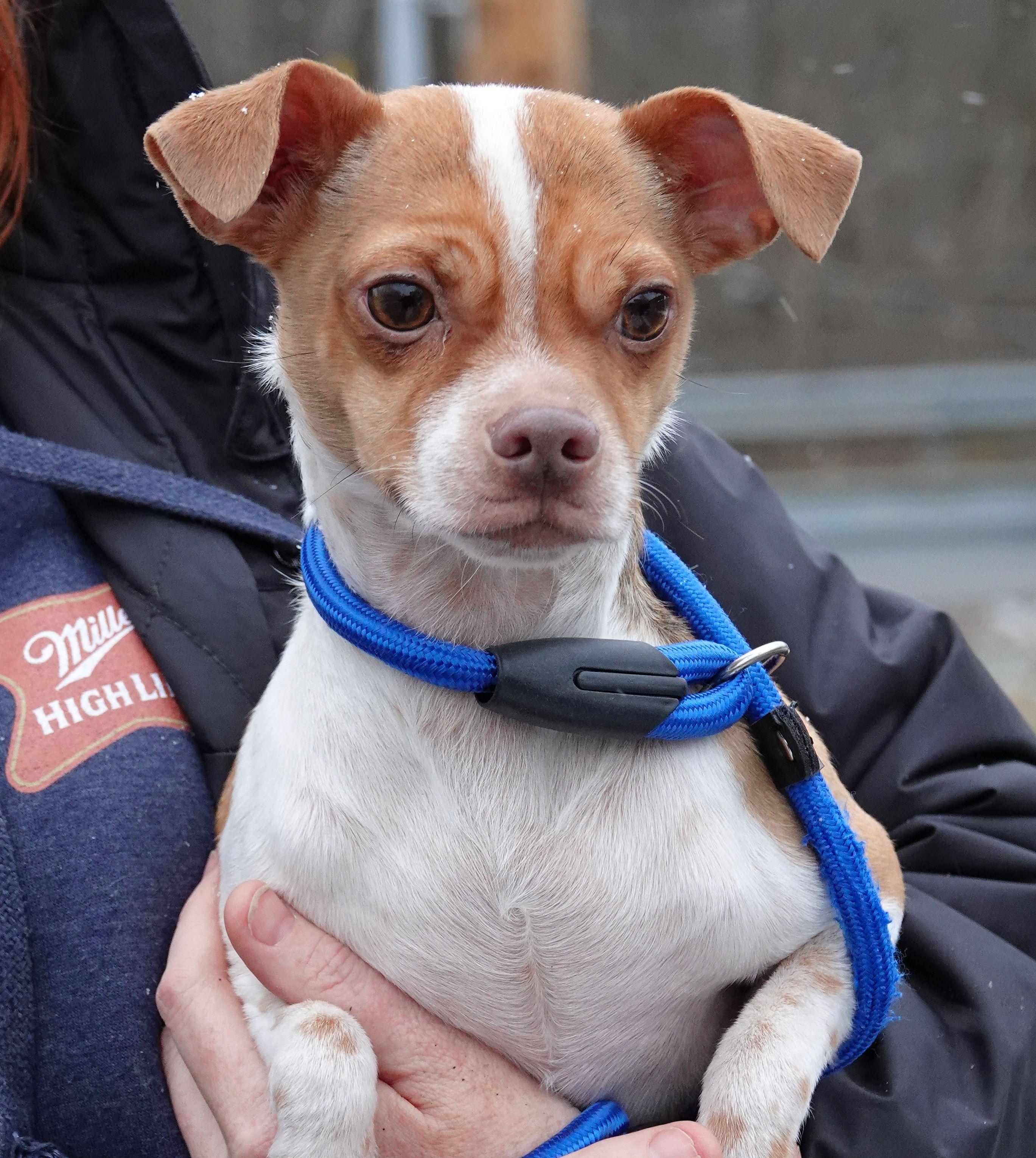 Rusty, ADOPTABLE, Young Male Chihuahua.
