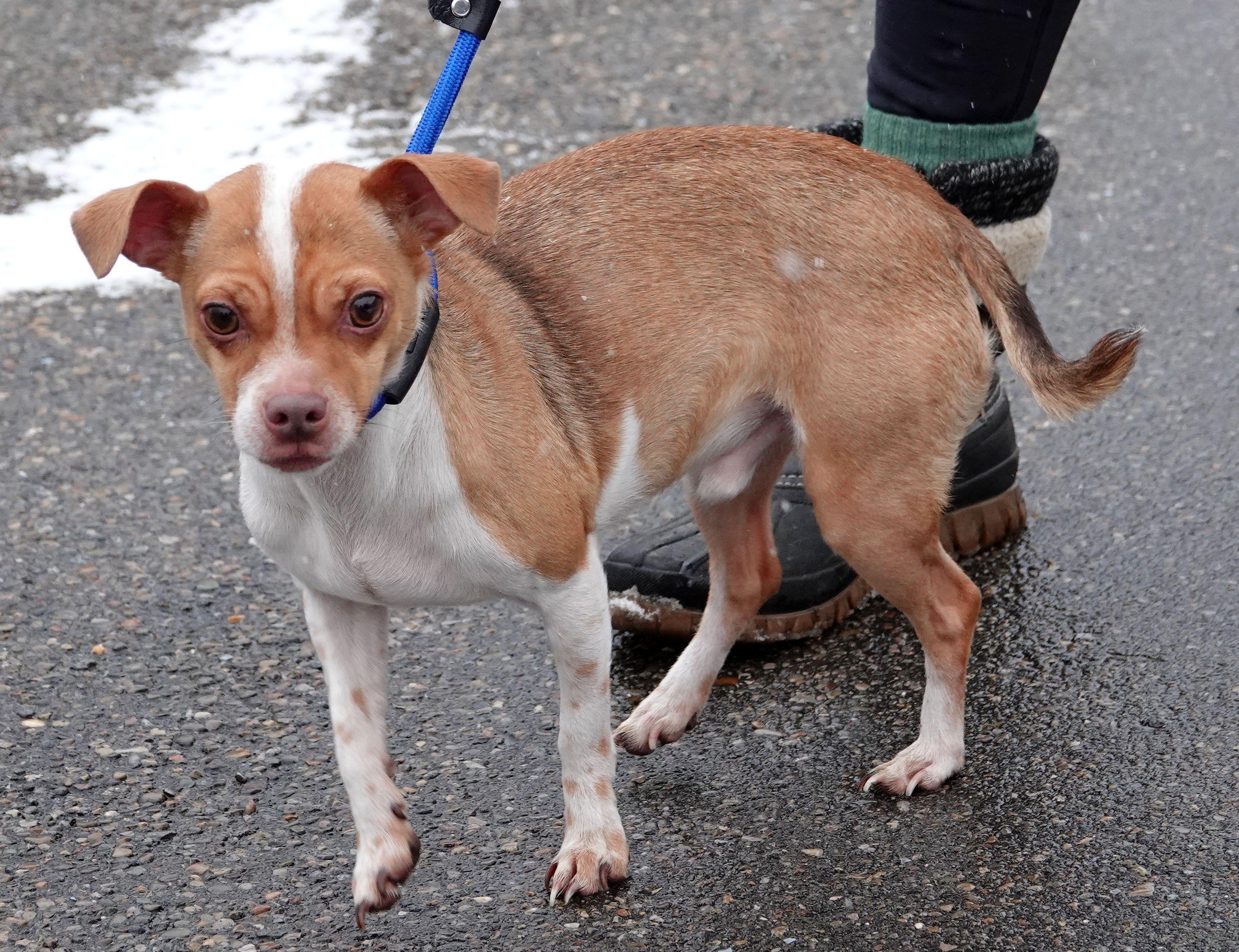 Enlarge Rusty - ADOPTED, an adoption pending mixed breed in Millfield, OH image 3/4