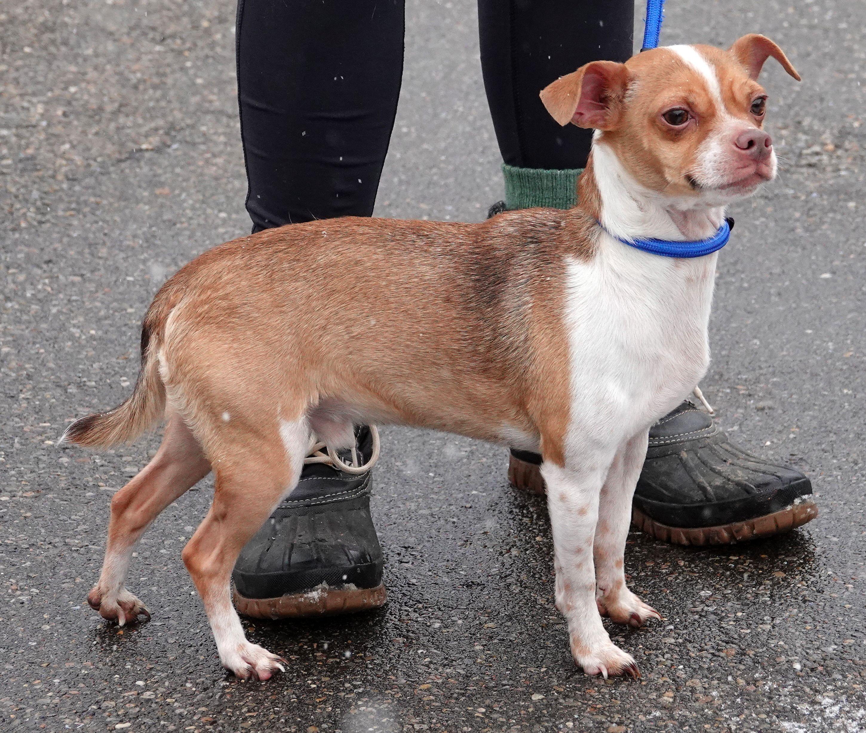 Enlarge Rusty - ADOPTED, an adoption pending mixed breed in Millfield, OH image 4/4
