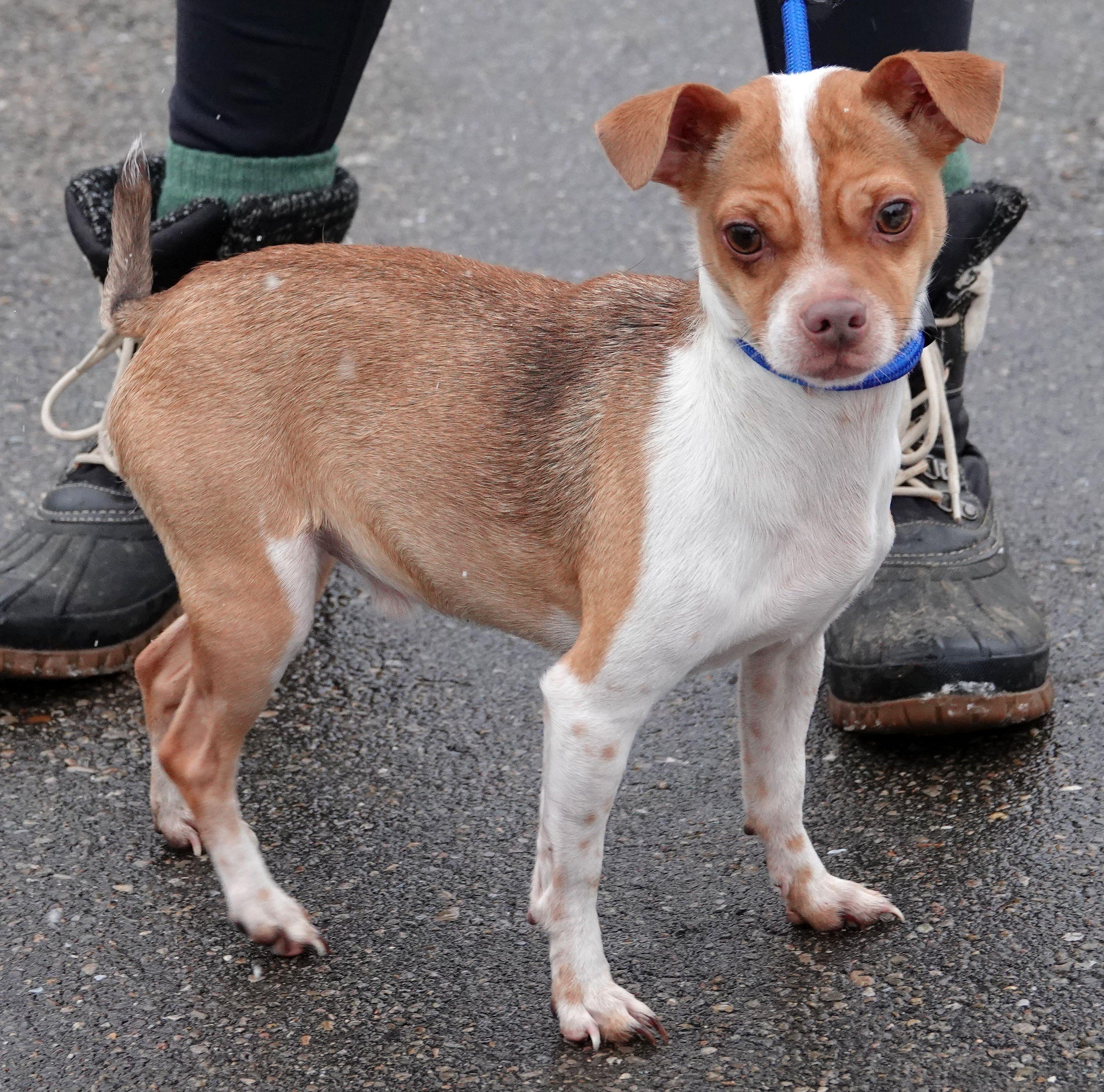 Enlarge Rusty - ADOPTED, an adoption pending mixed breed in Millfield, OH image 2/4