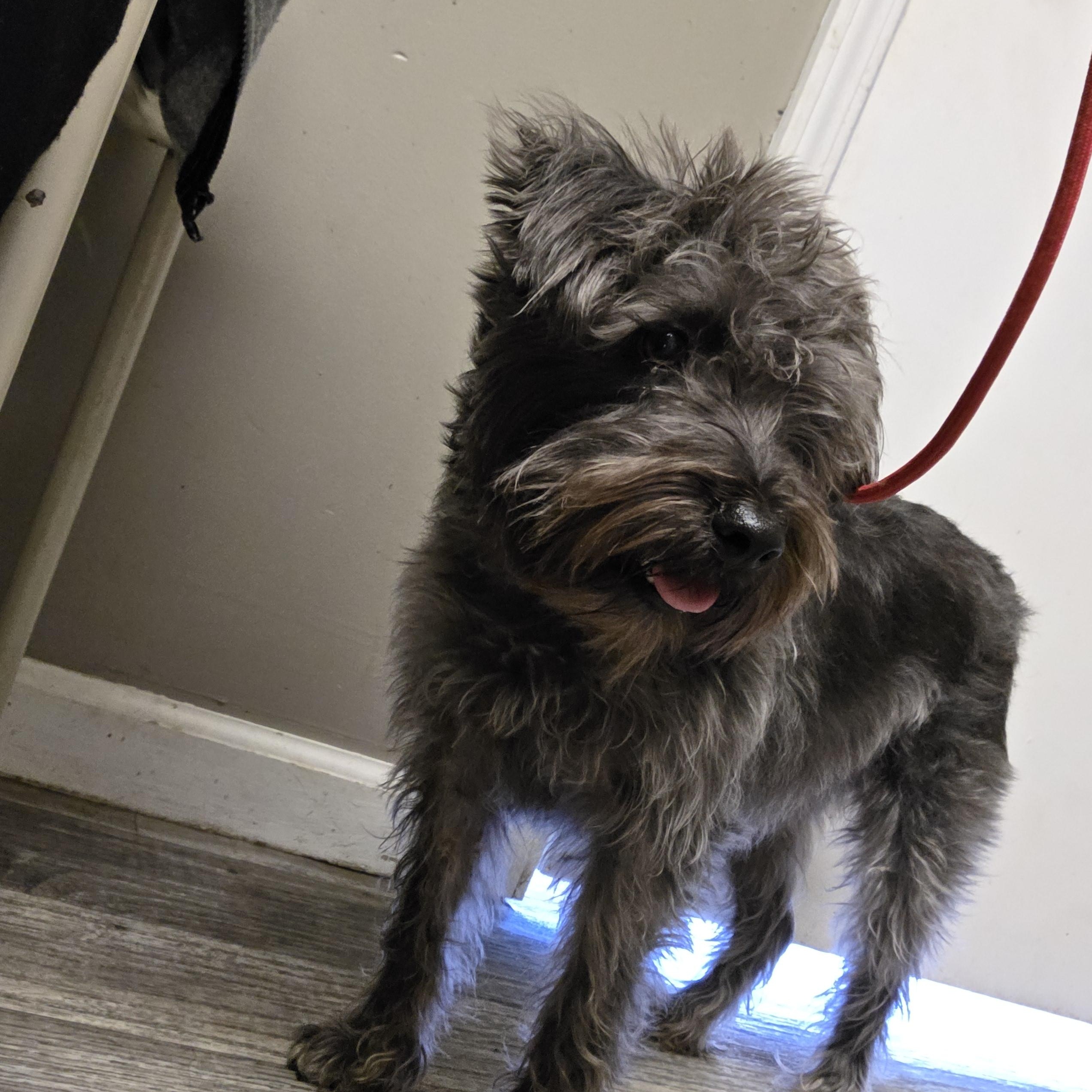 Charlie, an adoptable mixed breed in Heiskell, TN image 3/5