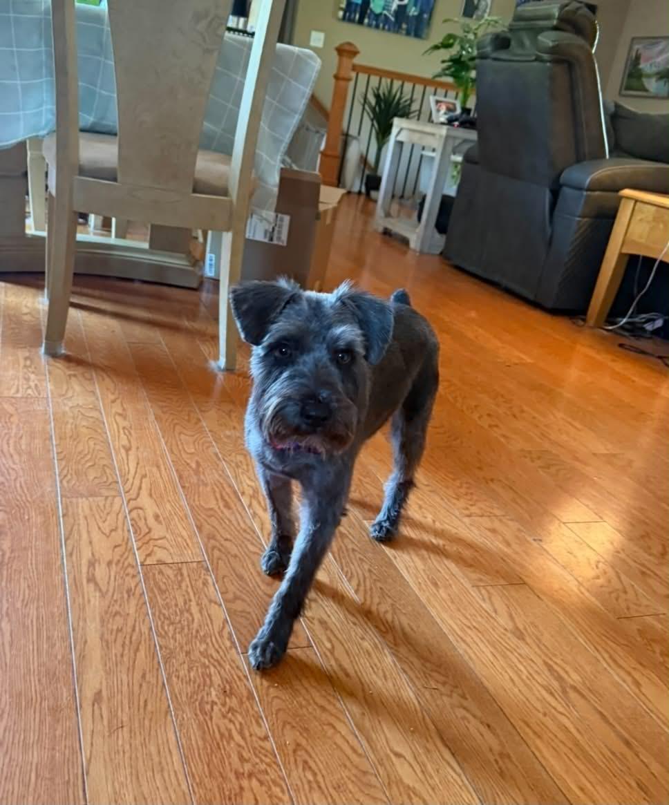 Charlie, adoptable, Adult Male Schnauzer & Mixed Breed.
