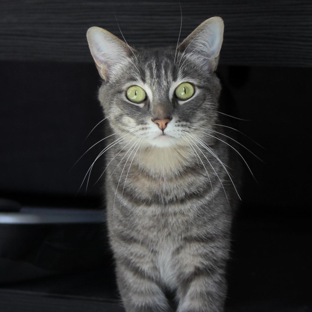 Lamb — thumbnail 2