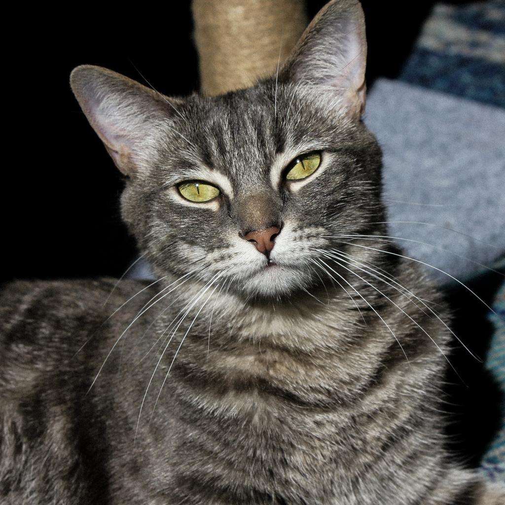 Lamb — thumbnail 3