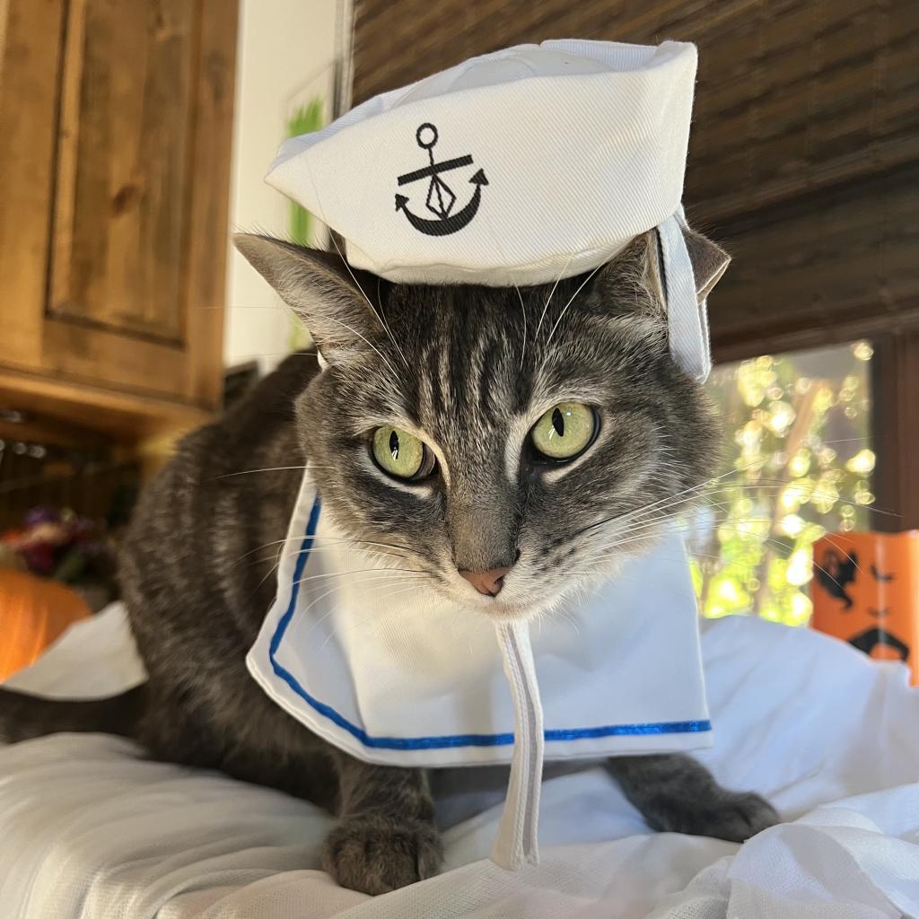 Lamb — thumbnail 4