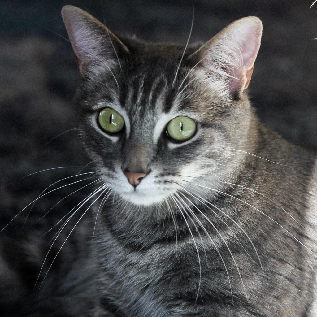 Lamb — thumbnail 5