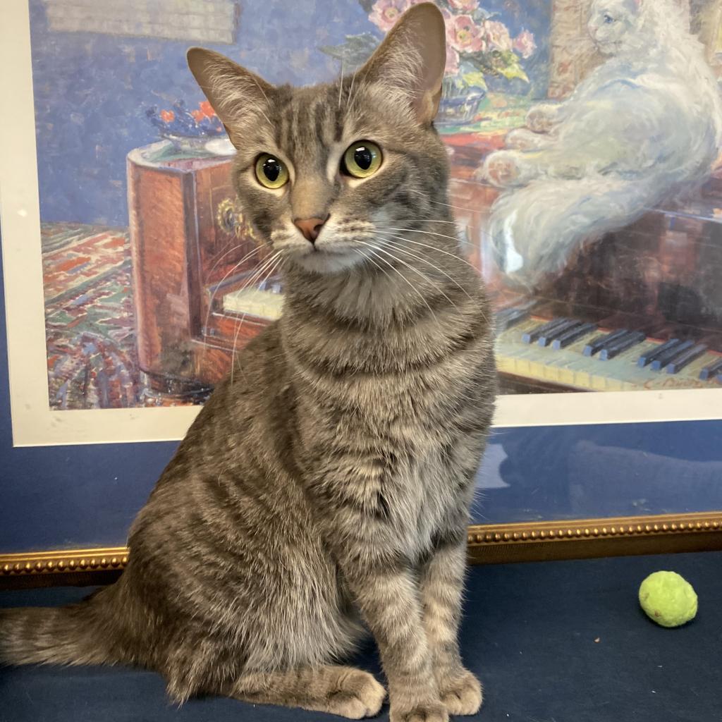 Lamb — thumbnail 6