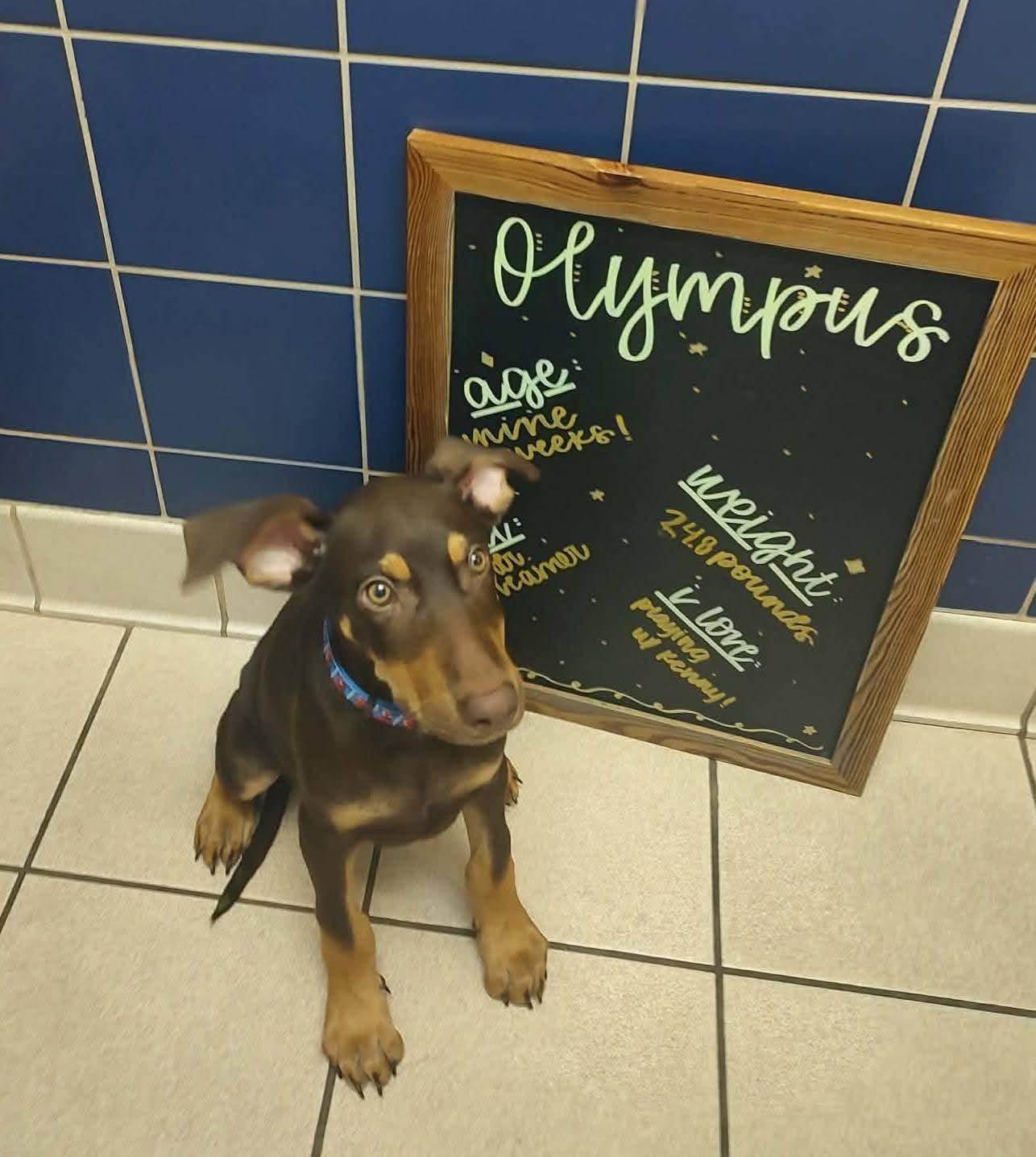 Enlarge Olympus, a Adoptable mixed breed in Aurora, OH image 1/3