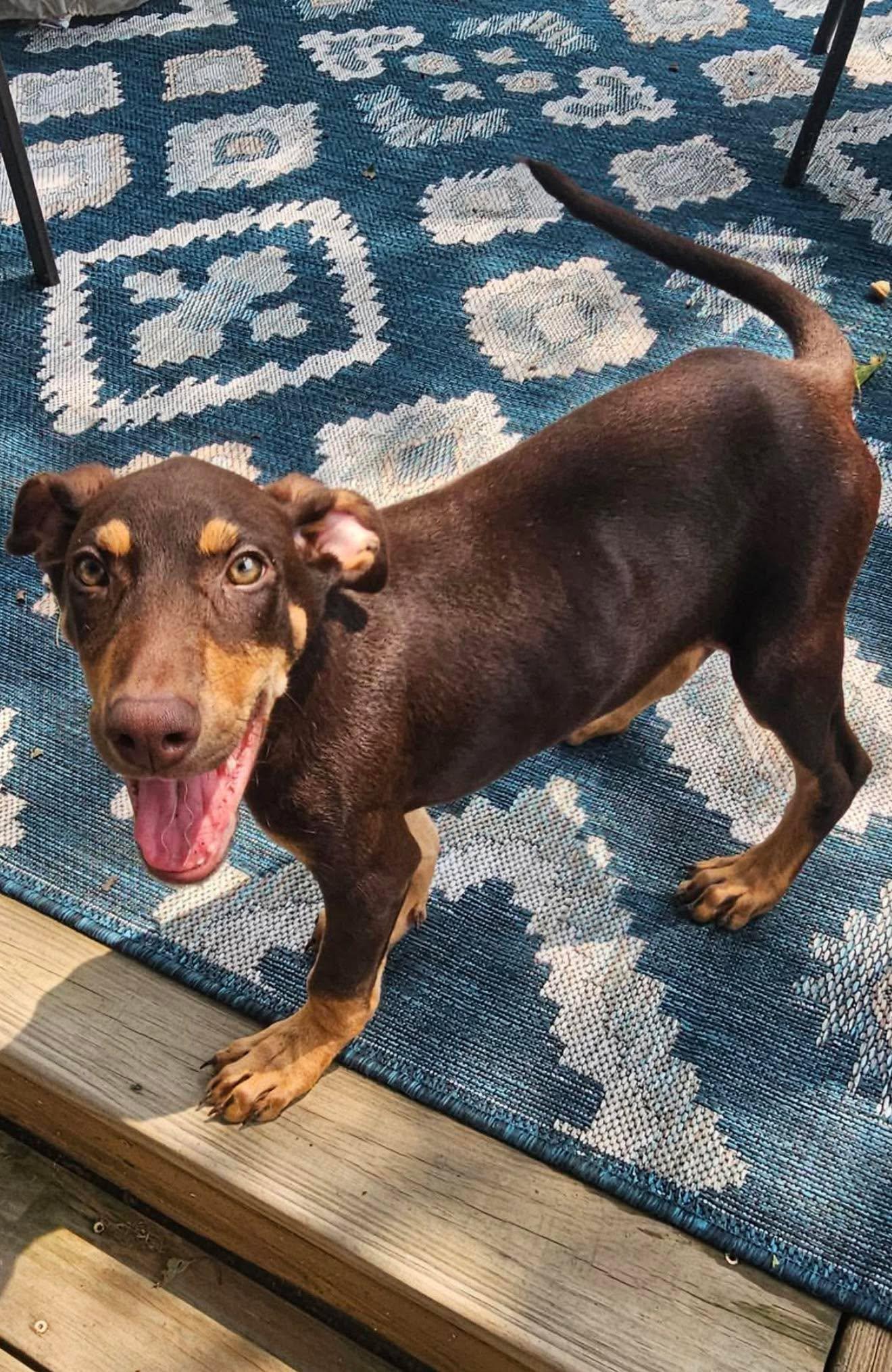 Enlarge Olympus, a Adoptable mixed breed in Aurora, OH image 2/3