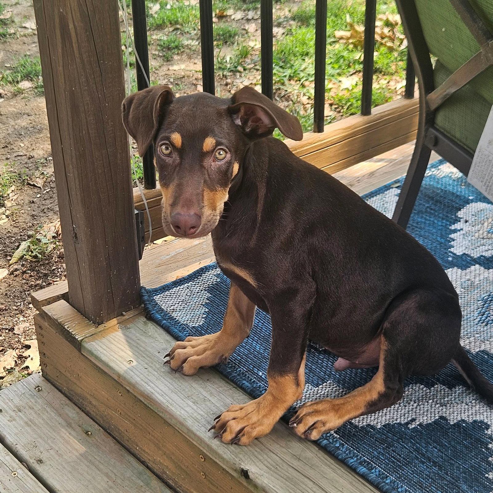 Enlarge Olympus, a Adoptable mixed breed in Aurora, OH image 3/3