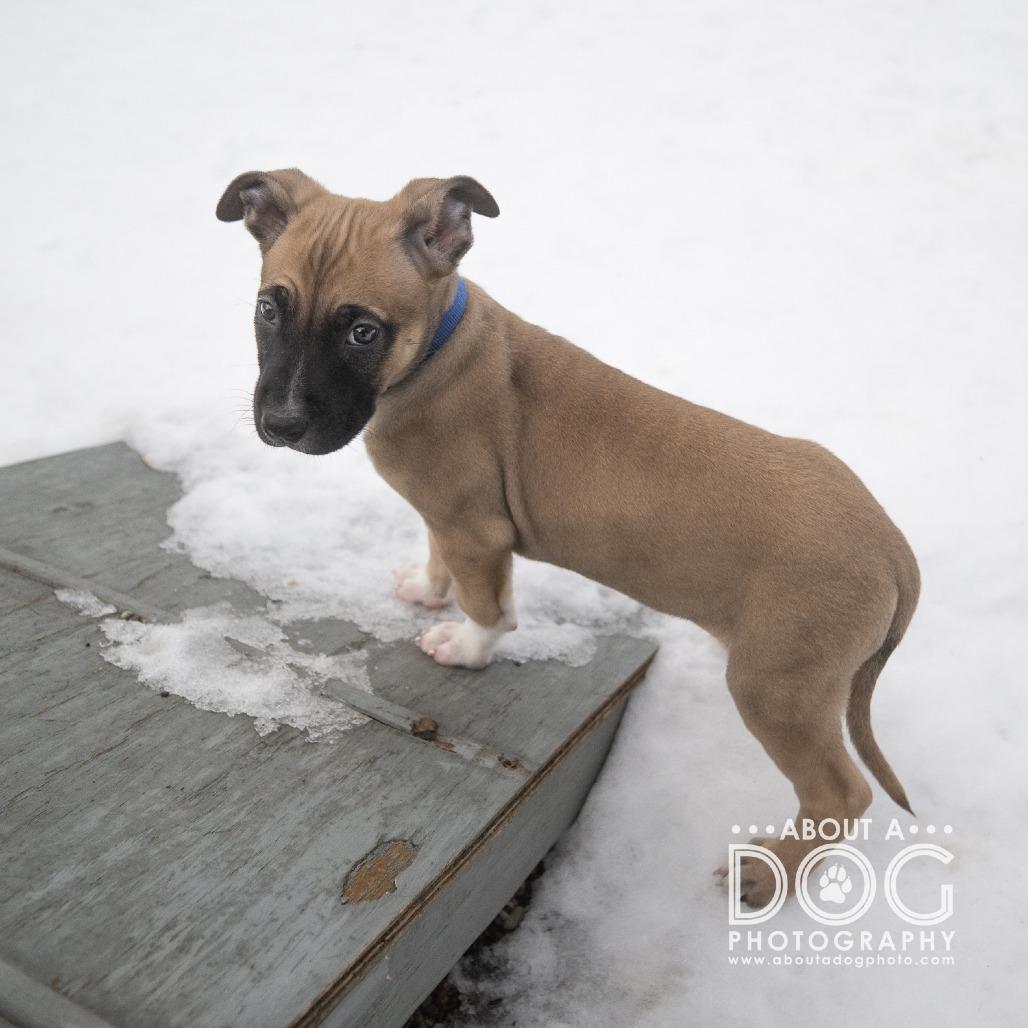 Enlarge Oscar, a Adoptable Mixed Breed in Saint Cloud, MN image 1/4