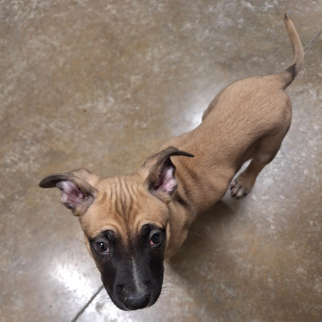 Enlarge Oscar, a Adoptable Mixed Breed in Saint Cloud, MN image 2/4