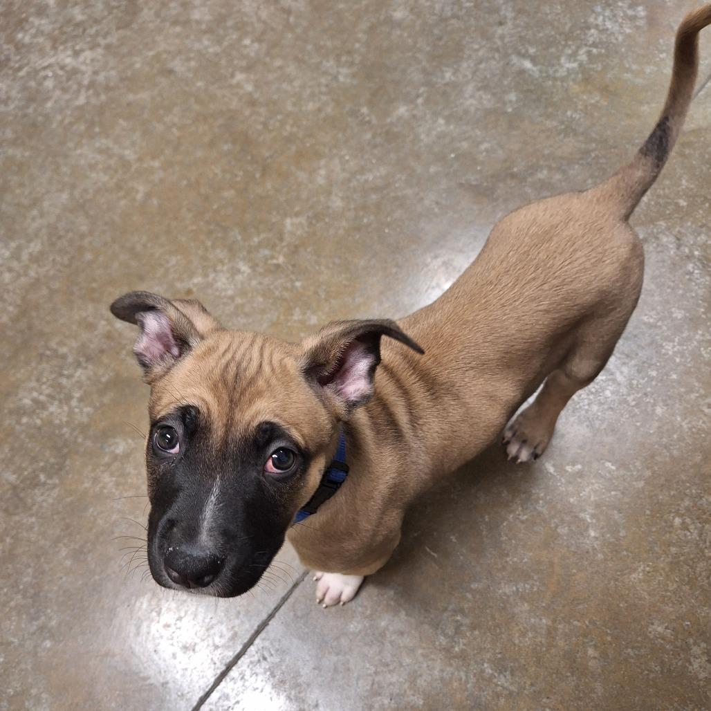 Enlarge Oscar, a Adoptable Mixed Breed in Saint Cloud, MN image 3/4