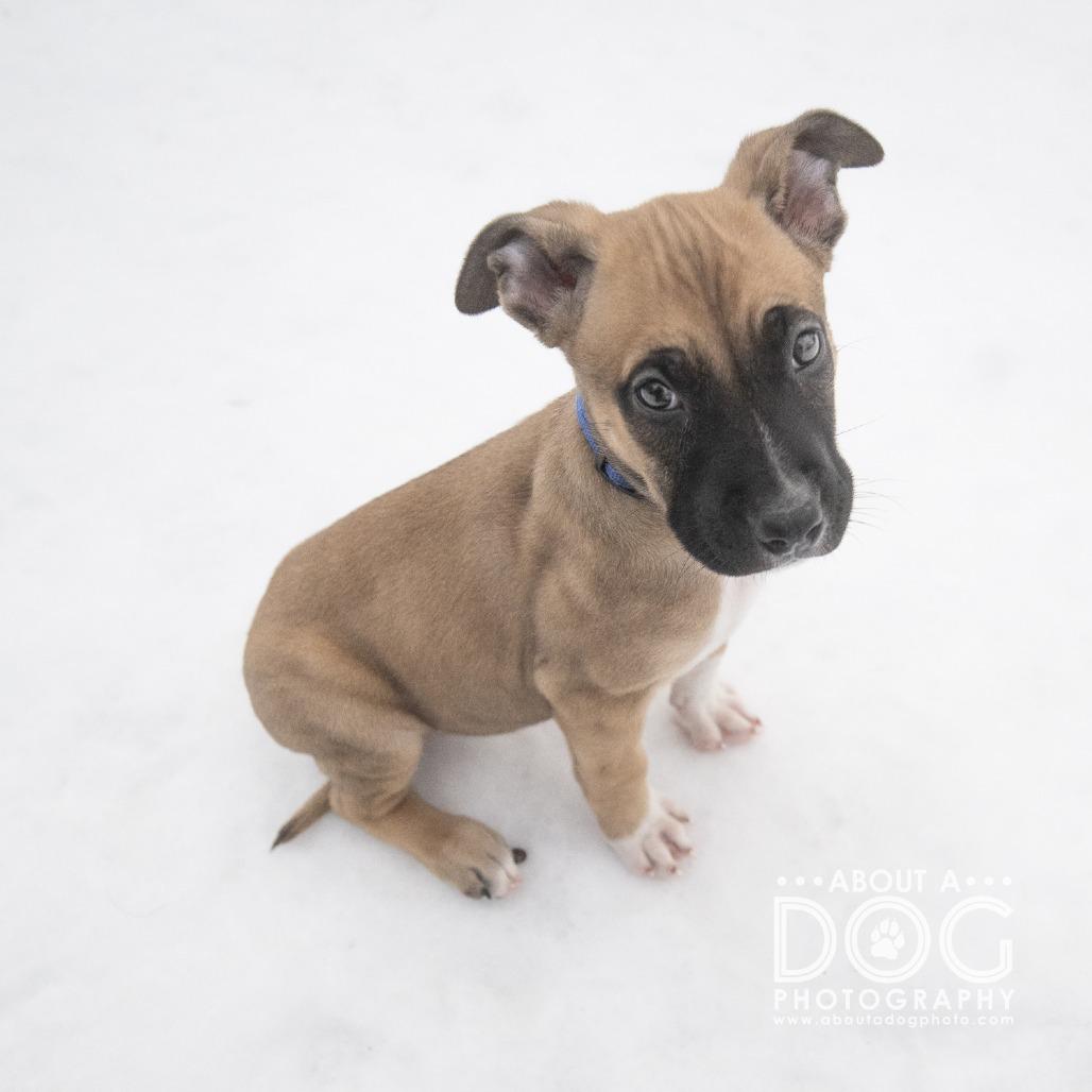 Enlarge Oscar, a Adoptable Mixed Breed in Saint Cloud, MN image 4/4